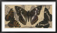 Framed Bold Butterfly Panel II