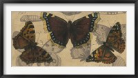 Framed Bold Butterfly Panel III