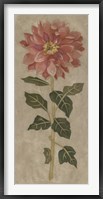 Dahlia II Framed Print