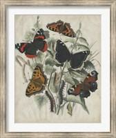 Framed Butterfly Haven I