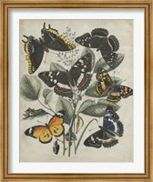 Framed Butterfly Haven II