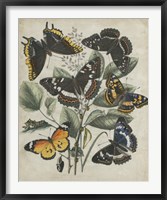 Butterfly Haven II Framed Print