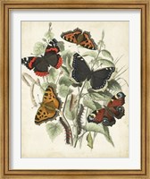 Framed Non-Embellished Butterfly Haven I