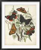 Framed Non-Embellished Butterfly Haven I