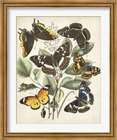 Framed Non-Embellished Butterfly Haven II