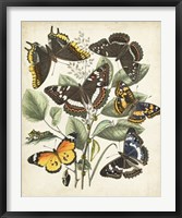 Non-Embellished Butterfly Haven II Framed Print