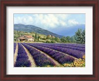 Framed Fields Of Lavender