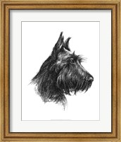 Framed Canine Study II