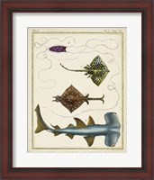 Framed Antique Rays & Fish I