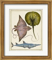 Framed Antique Rays & Fish II