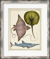 Framed Antique Rays & Fish II