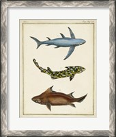 Framed Antique Rays & Fish III