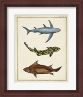 Framed Antique Rays & Fish III