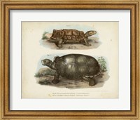 Framed Antique Turtle Pair I