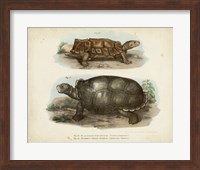 Framed Antique Turtle Pair I