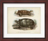 Framed Antique Turtle Pair I