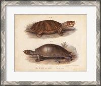Framed Antique Turtle Pair II