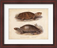Framed Antique Turtle Pair II
