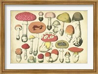 Framed Vintage Mushroom Chart