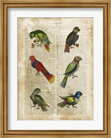 Framed Antiquarian Parrots I