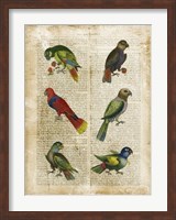 Framed Antiquarian Parrots I
