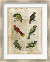 Framed Antiquarian Parrots I