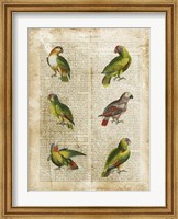 Framed Antiquarian Parrots II