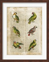 Framed Antiquarian Parrots II