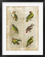 Antiquarian Parrots II Framed Print