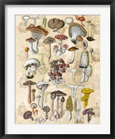 Mycological Study Framed Print