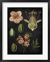 Framed Study in Botany I