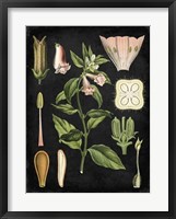 Framed Study in Botany II