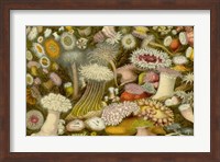 Framed Sea Anemone Panorama