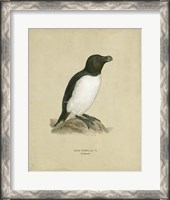 Framed Antique Penguin I