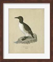 Framed Antique Penguin II