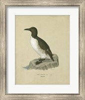 Framed Antique Penguin II