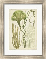 Framed Seaweed Specimen in Green II