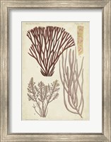 Framed Seaweed Specimen in Coral I