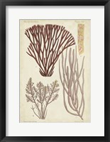 Framed Seaweed Specimen in Coral I