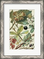 Framed Fruits & Foliage V