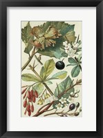 Framed Fruits & Foliage V