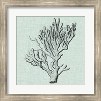 Framed Serene Coral III