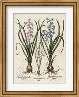 Framed Besler Hyacinth I