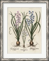 Framed Besler Hyacinth I