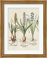 Framed Besler Hyacinth II