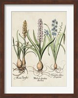 Framed Besler Hyacinth II