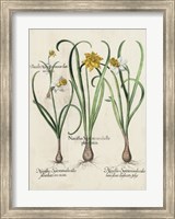 Framed Besler Narcissus I