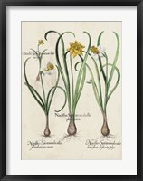 Framed Besler Narcissus I