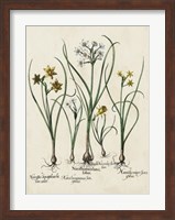 Framed Besler Narcissus II
