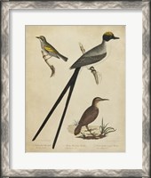 Framed Bonapart Birds III